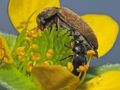 Byturus ochraceus