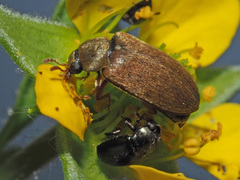 Byturus ochraceus