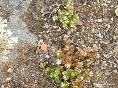 Sedum arenarium