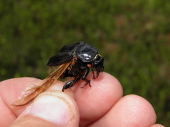 Nicrophorus humator