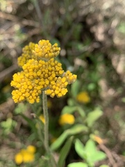 Helichrysum odoratissimum