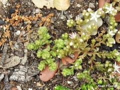 Sedum arenarium