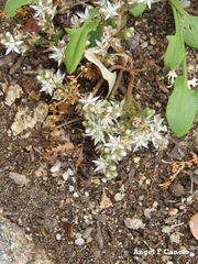 Sedum arenarium