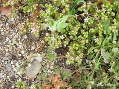 Sedum arenarium