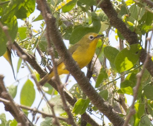 Southern Yellow White-eye (Zosterops anderssoni), photo 8