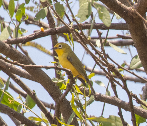 Southern Yellow White-eye (Zosterops anderssoni), photo 7