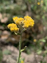 Helichrysum odoratissimum