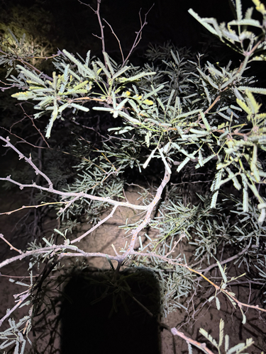 Prosopis velutina