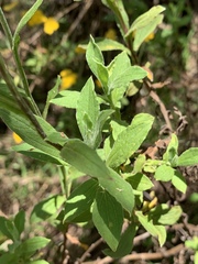Helichrysum odoratissimum