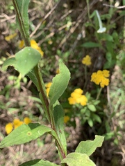Helichrysum odoratissimum