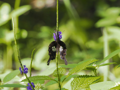 Pachliopta polyphontes