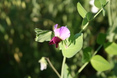 Pisum sativum sativum