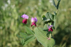 Pisum sativum sativum