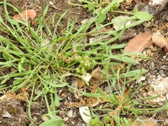 Sedum arenarium
