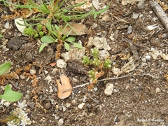 Sedum arenarium