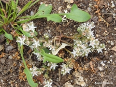 Sedum arenarium