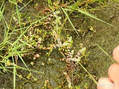 Illecebrum verticillatum