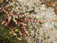 Illecebrum verticillatum