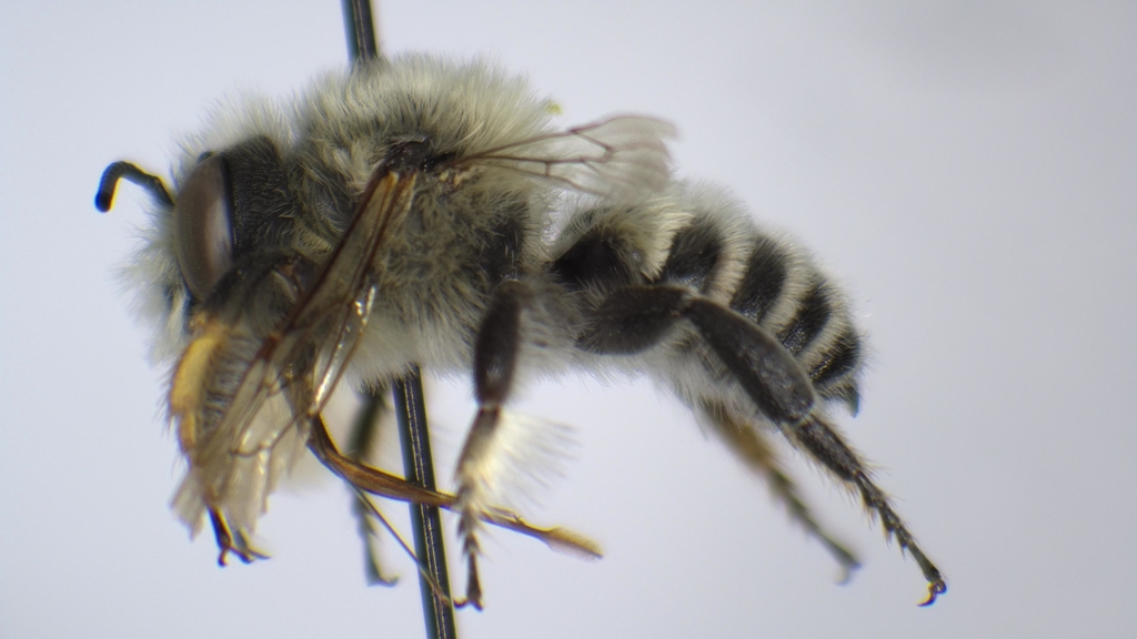 Megachile umatillensis