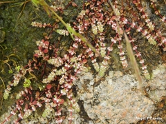 Illecebrum verticillatum