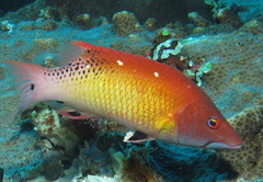 Bodianus dictynna