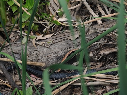 Red-bellied Black Snake sighting