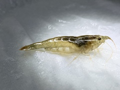 Caridina weberi