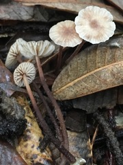 Mycetinis copelandii