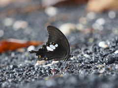 Papilio sataspes