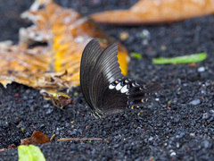 Papilio fuscus