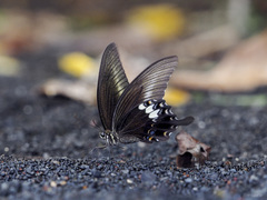 Papilio fuscus