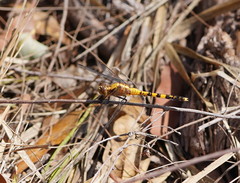 Orthetrum boumiera
