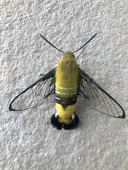 Cephonodes hylas virescens