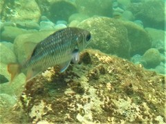 Neoniphon suborbitalis