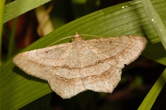 Chiasmia kilimanjarensis