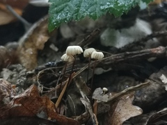 Marasmius bulliardii