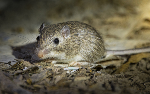Spiny Pocket Mouse