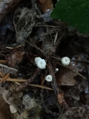 Marasmius bulliardii