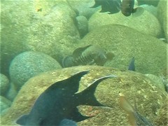 Cephalopholis panamensis