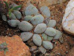 Crassula tecta