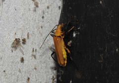 Chauliognathus cinguliventris