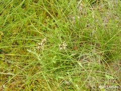 Juncus striatus