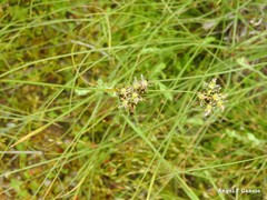 Juncus striatus