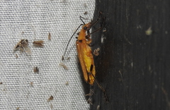 Chauliognathus cinguliventris