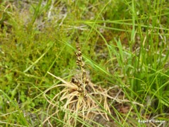 Juncus striatus