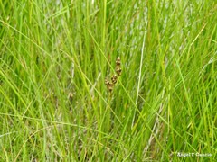 Juncus striatus