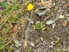 Ranunculus paludosus