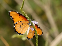 Danaus chrysippus dorippus