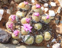 Gibbaeum nuciforme