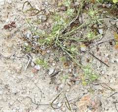 Coronilla repanda dura